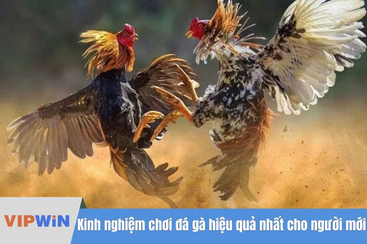 Kinh nghiệm chơi đá gà hiệu quả nhất cho người mới